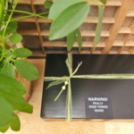 distelroos-Lemon-Crush-Wellness-cadeauset-L