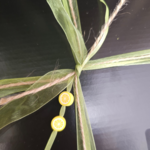 distelroos-Lemon-Crush-Wellness-cadeauset-L