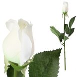 PTMD - KunstBlume Rose weiĂź