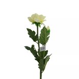 PTMD - KunstBlume sahne