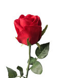 PTMD - KunstBlume Rose rot