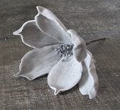 Monique van Alst - Cymbidium