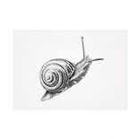 Mélisse - Karte Die gewöhnliche Gartenschnecke