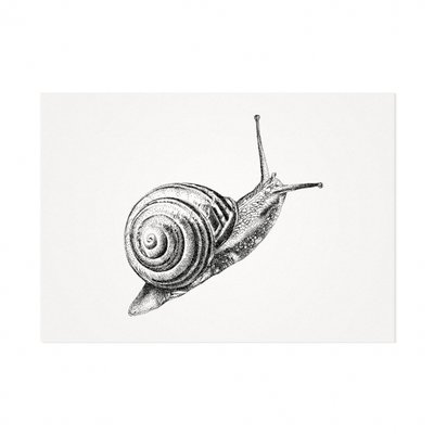 Mélisse - Karte Die gewöhnliche Gartenschnecke